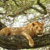 Lions and Manyara