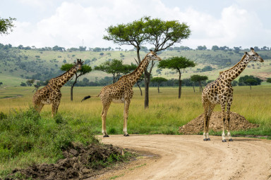 Maasai Mara