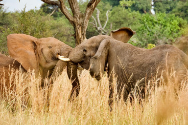5-Day Serengeti Migration Safari