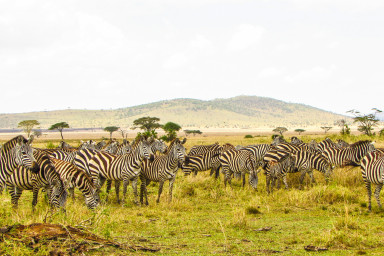 5 DAYS SERENGETI,TARANGIRE, FLAMINGOS WATCHING IN NGORONGORO AND LAKE NATRON
