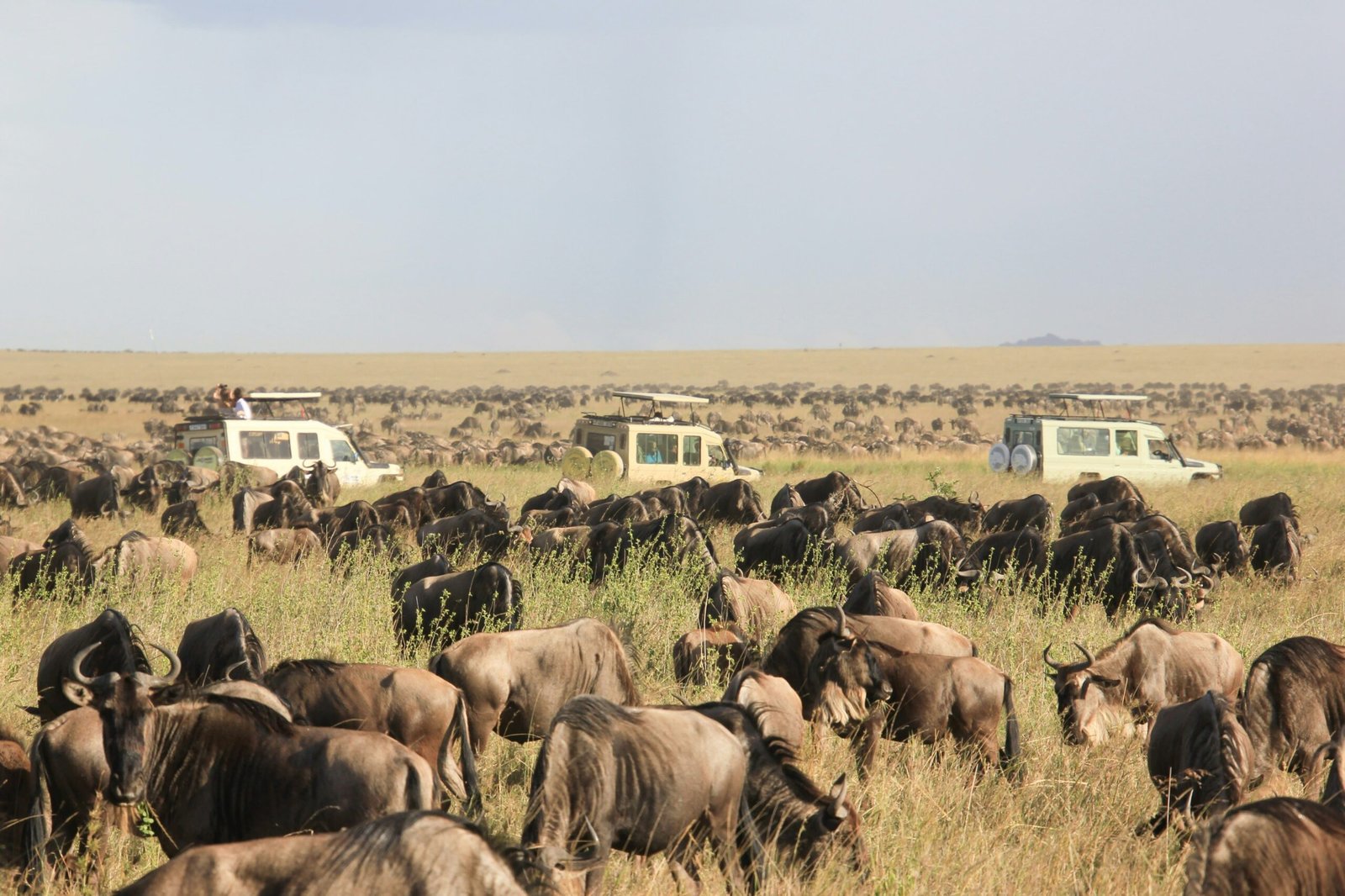 What Makes a Safari Camp Family-Friendly?